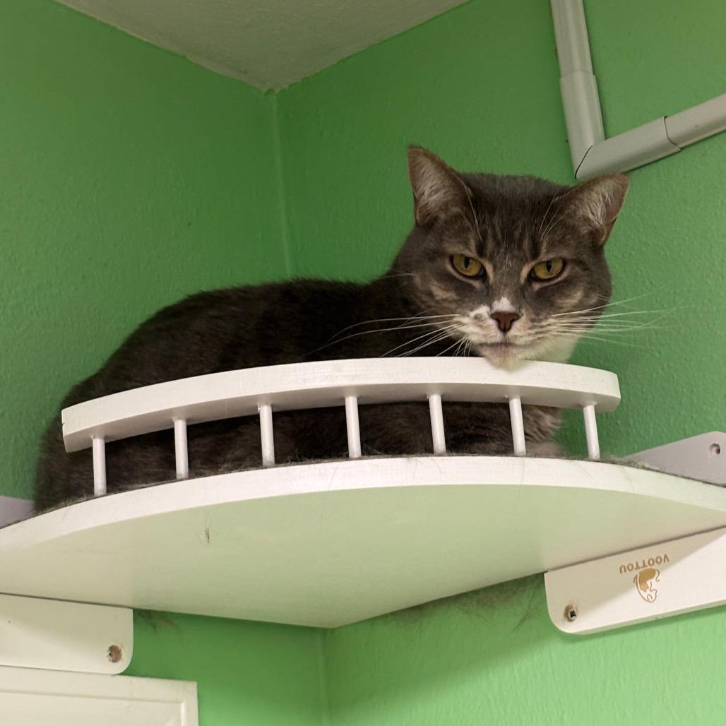 Enlarge Toto, a Adoptable Domestic Short Hair in Granville, OH image 3/5