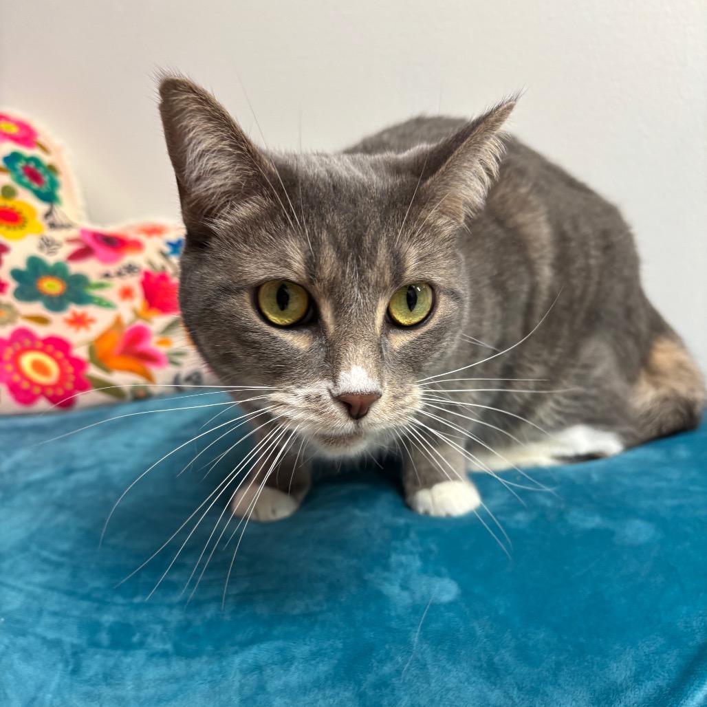 Enlarge Toto, a Adoptable Domestic Short Hair in Granville, OH image 4/5