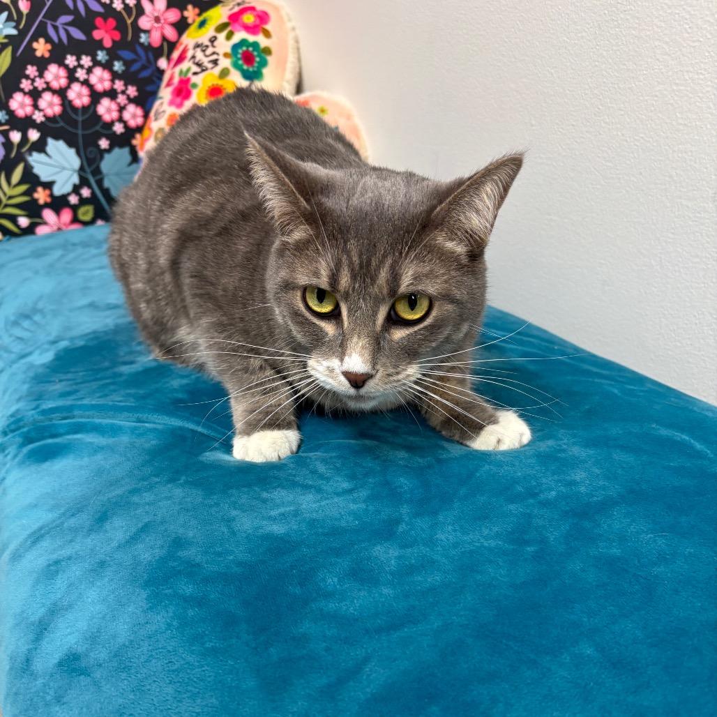 Enlarge Toto, a Adoptable Domestic Short Hair in Granville, OH image 5/5