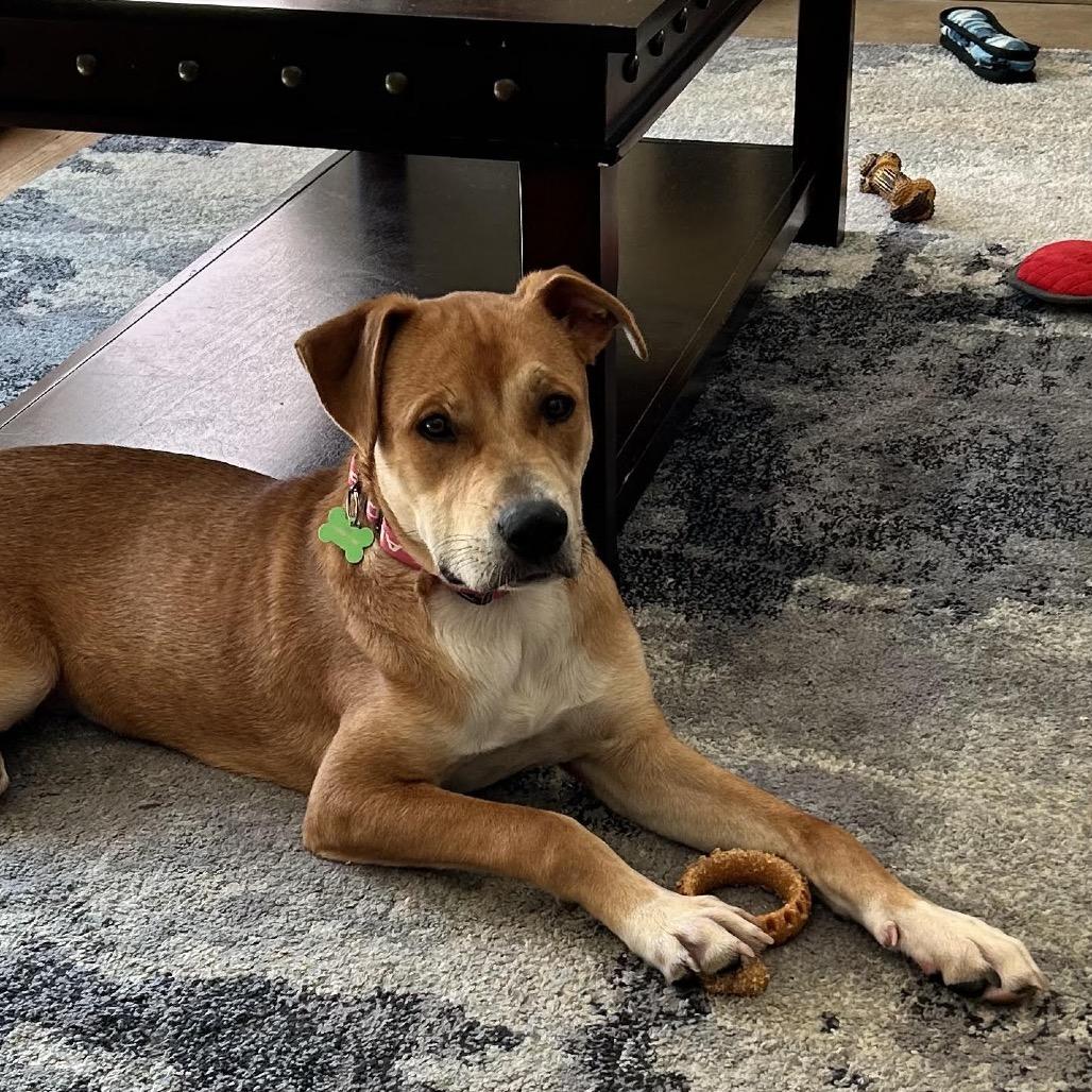 Enlarge Flint, a Adoptable mixed breed in Crystal, MN image 1/4
