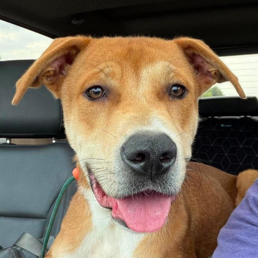 Enlarge Flint, a Adoptable mixed breed in Crystal, MN image 2/4