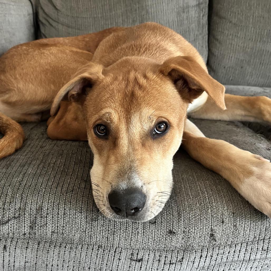 Enlarge Flint, a Adoptable mixed breed in Crystal, MN image 3/4