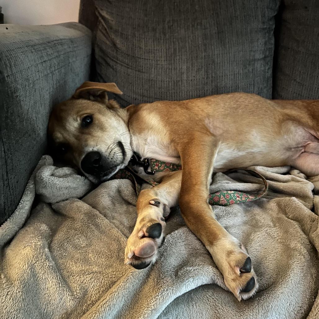 Enlarge Flint, a Adoptable mixed breed in Crystal, MN image 4/4
