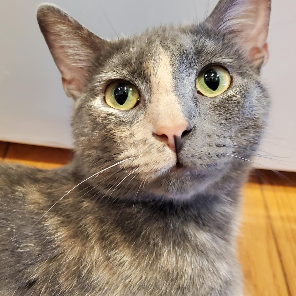 Miss Gravy, a Adoptable Domestic Short Hair in St. Louis, MO image 1/6