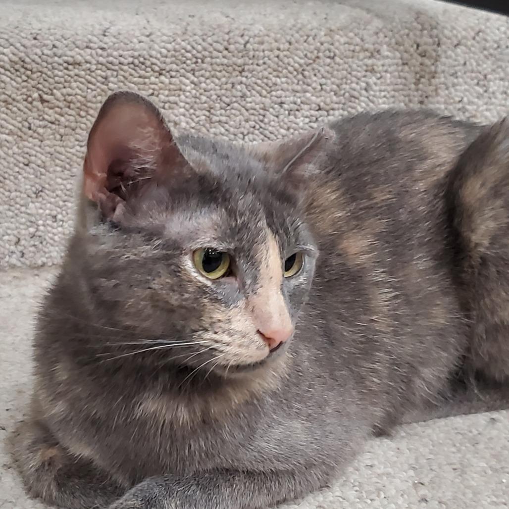 Miss Gravy, a Adoptable Domestic Short Hair in St. Louis, MO image 2/6