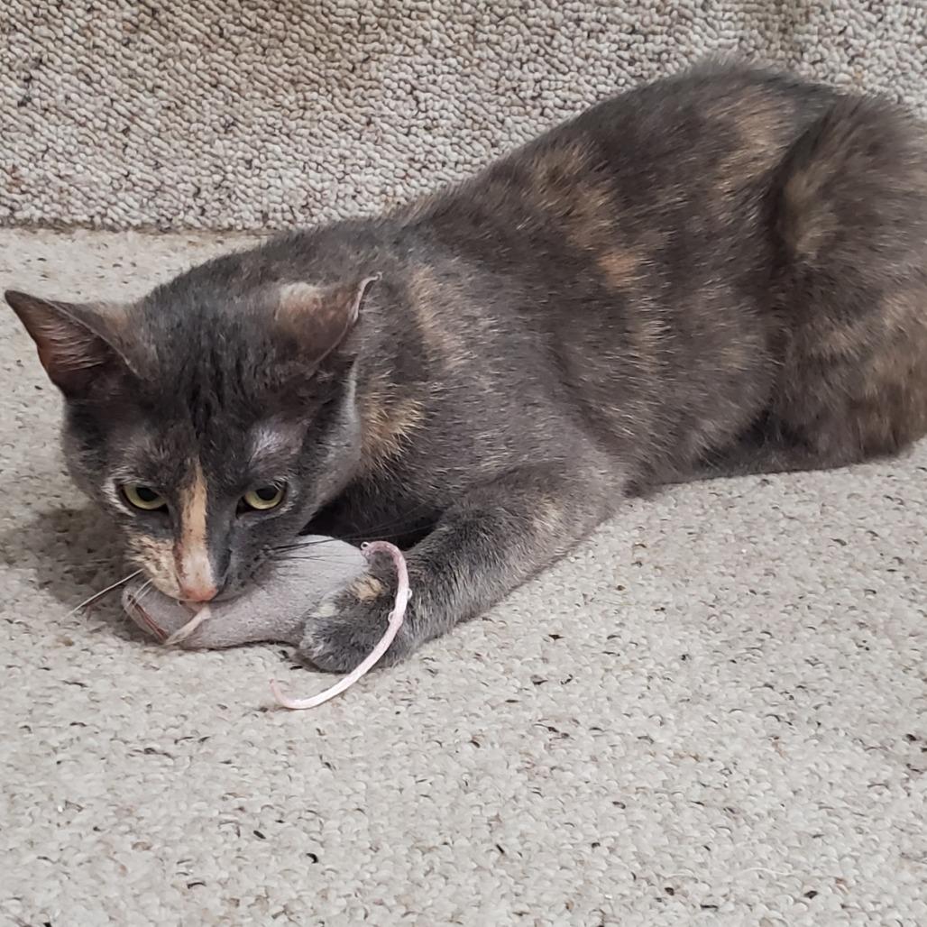 Miss Gravy, a Adoptable Domestic Short Hair in St. Louis, MO image 3/6