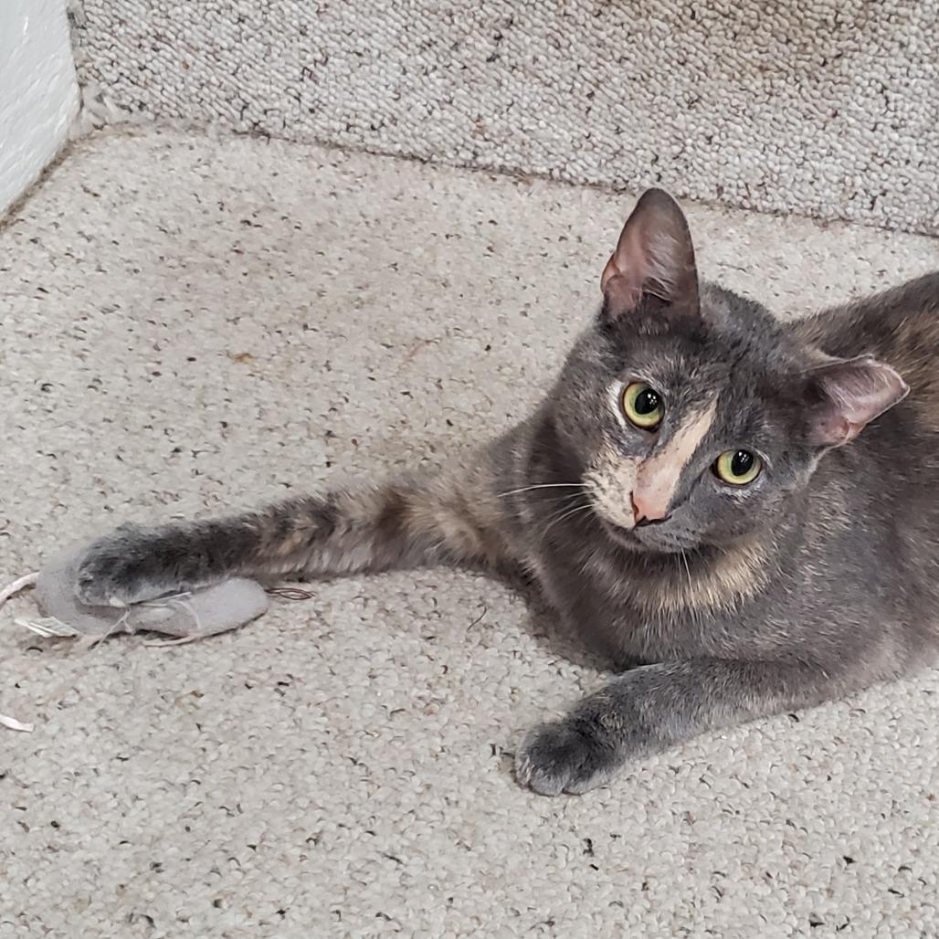 Miss Gravy, a Adoptable Domestic Short Hair in St. Louis, MO image 4/6