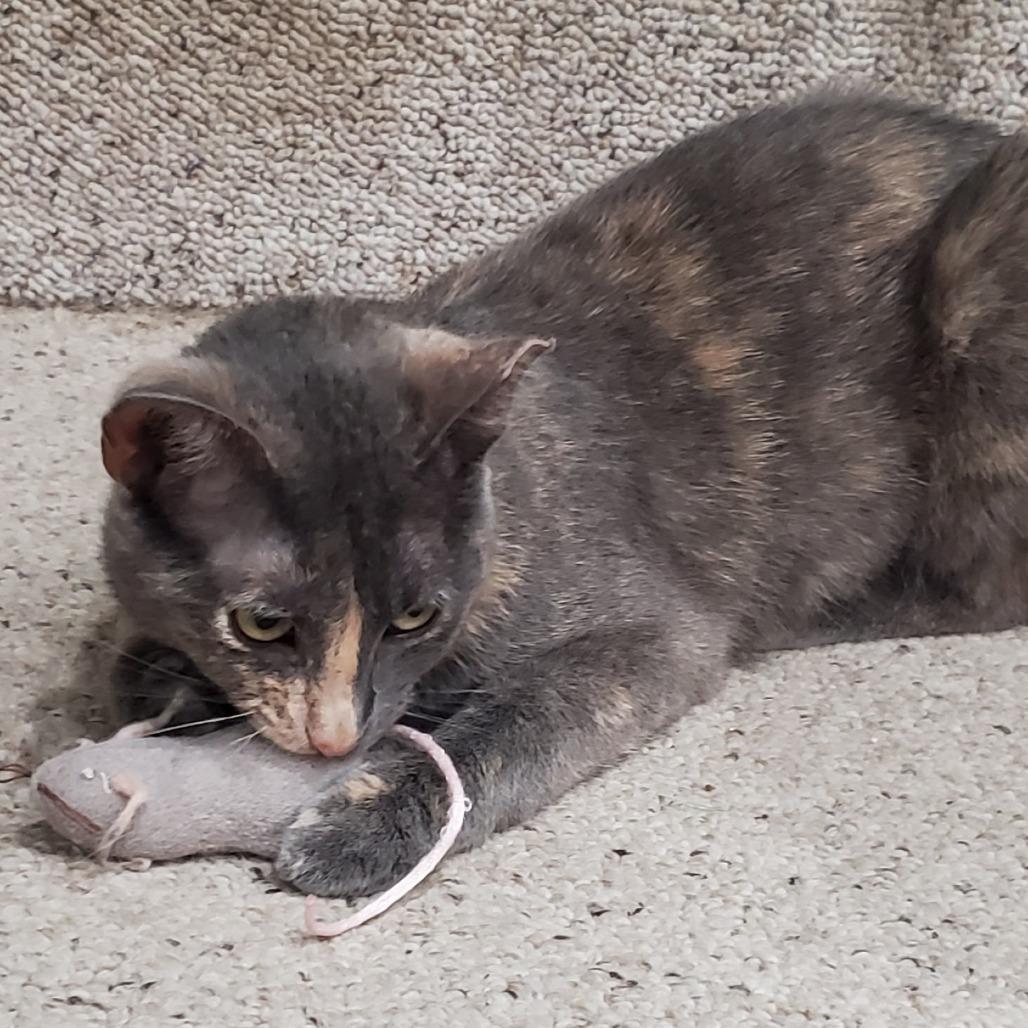 Miss Gravy, a Adoptable Domestic Short Hair in St. Louis, MO image 5/6