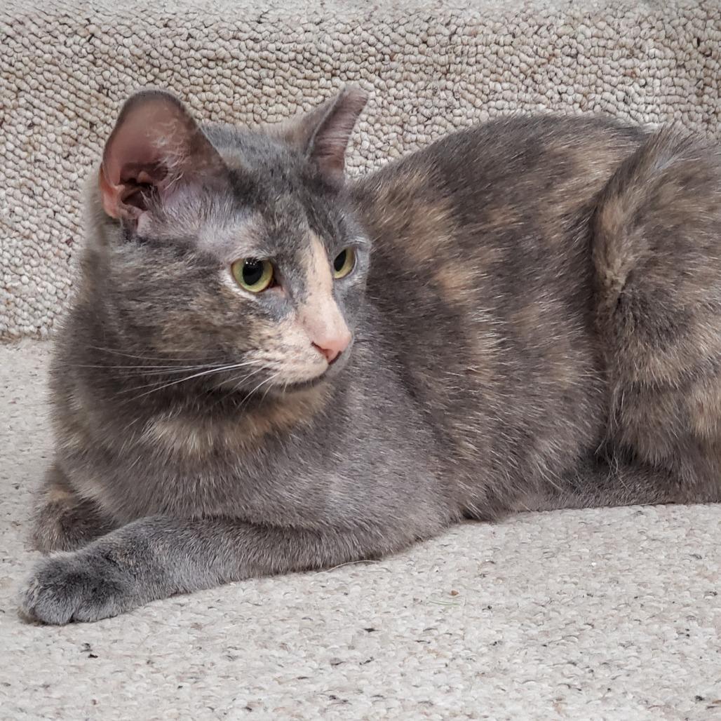 Miss Gravy, a Adoptable Domestic Short Hair in St. Louis, MO image 6/6