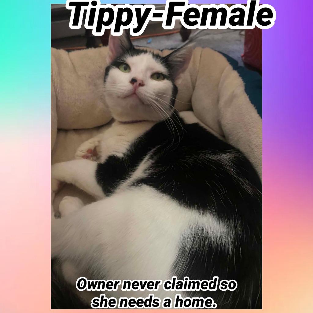 Tippy, Adoptable, Young Female Domestic Short Hair.
