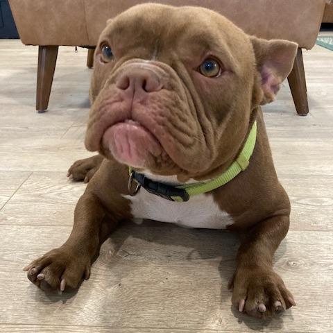 YODA (558), Adoptable, Adult Male French Bulldog & English Bulldog.