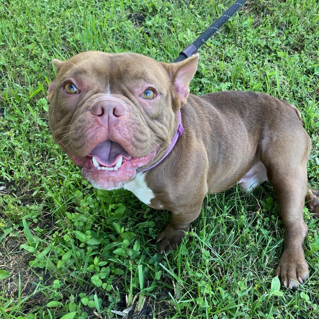 Enlarge YODA, a Adoptable mixed breed in Indiantown, FL image 1/6