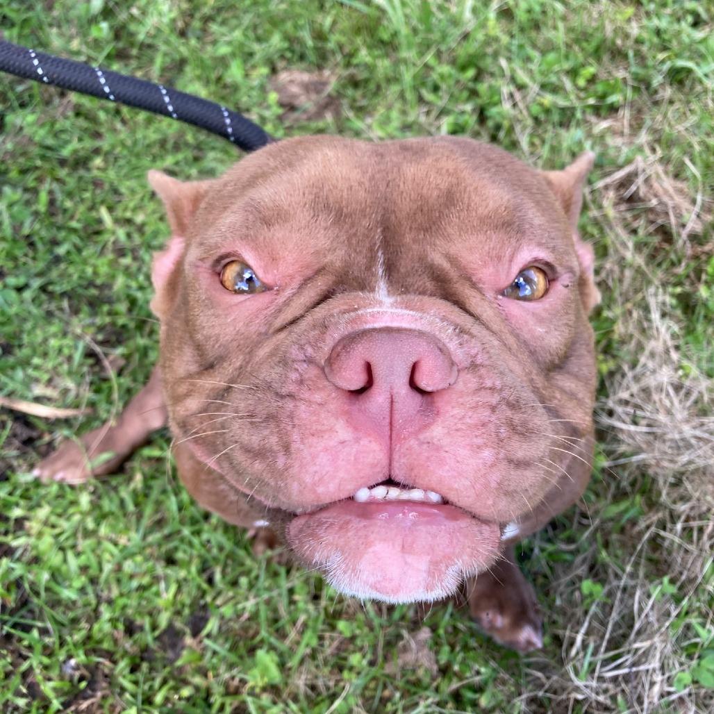 Enlarge YODA, a Adoptable mixed breed in Indiantown, FL image 3/6