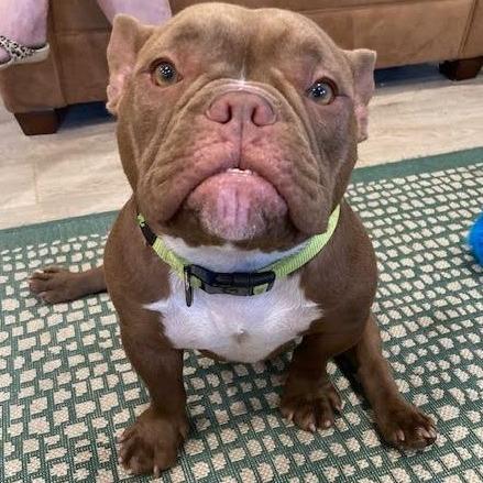 Enlarge YODA, a Adoptable mixed breed in Indiantown, FL image 4/6