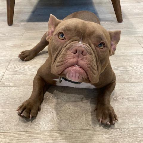 YODA, a Adoptable mixed breed in Indiantown, FL image 4/6