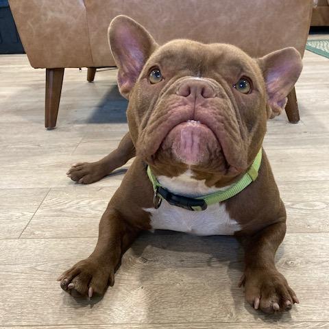 YODA, a Adoptable mixed breed in Indiantown, FL image 5/6