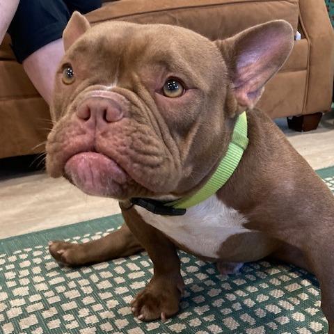 YODA, a Adoptable mixed breed in Indiantown, FL image 6/6