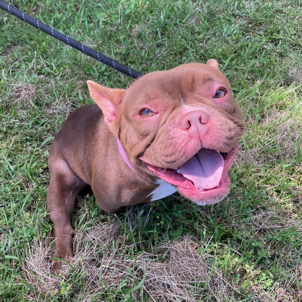 Enlarge YODA, a Adoptable mixed breed in Indiantown, FL image 5/6