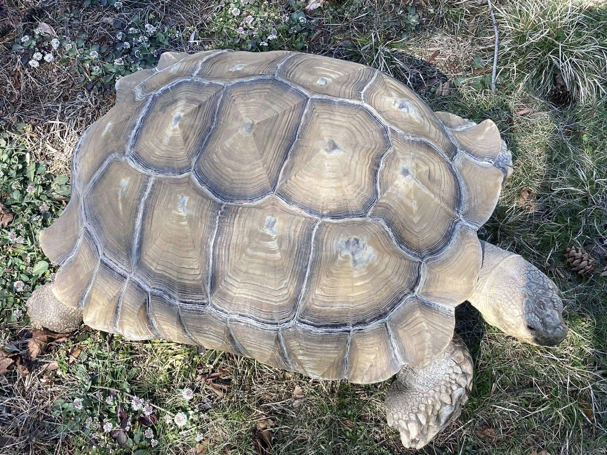 Enlarge Tortilla, a ADOPTABLE Sulcata in Palmerton, PA image 2/4