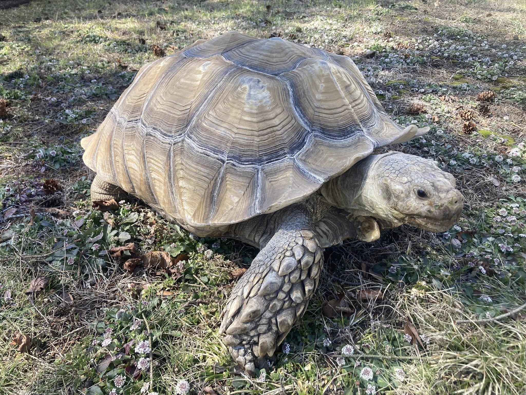 Enlarge Tortilla, a ADOPTABLE Sulcata in Palmerton, PA image 1/4