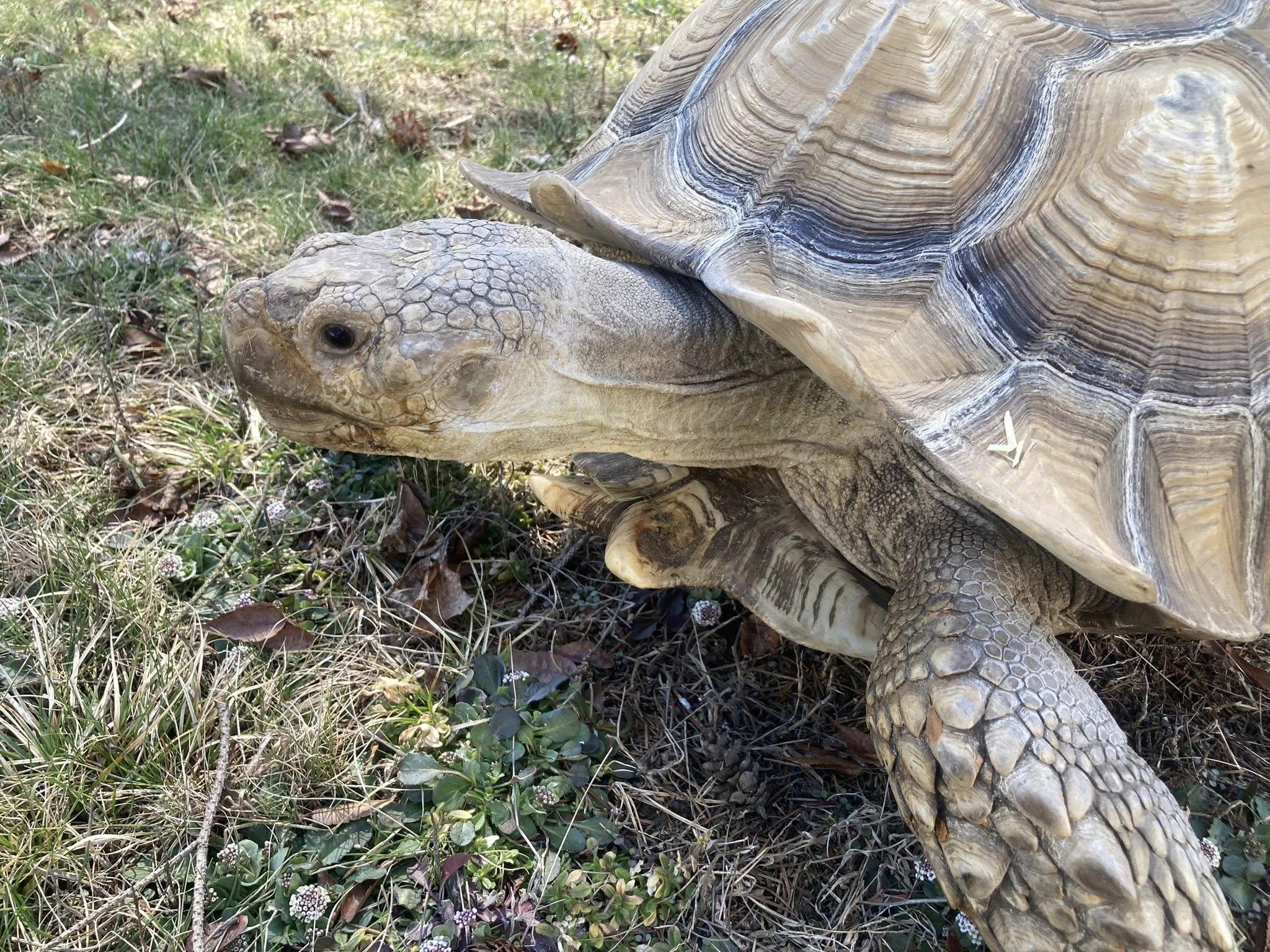 Enlarge Tortilla, a ADOPTABLE Sulcata in Palmerton, PA image 4/4