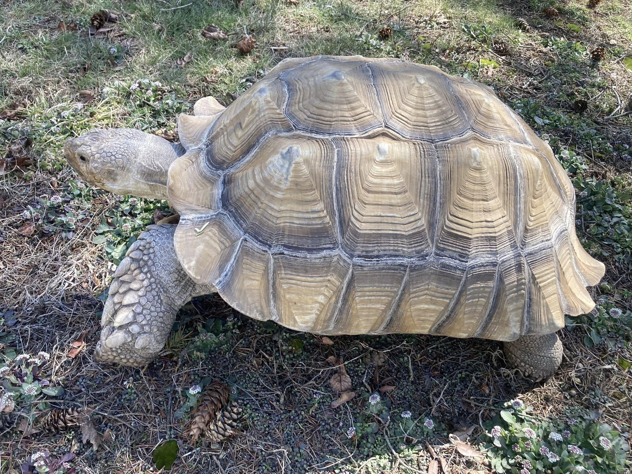 Enlarge Tortilla, a ADOPTABLE Sulcata in Palmerton, PA image 3/4