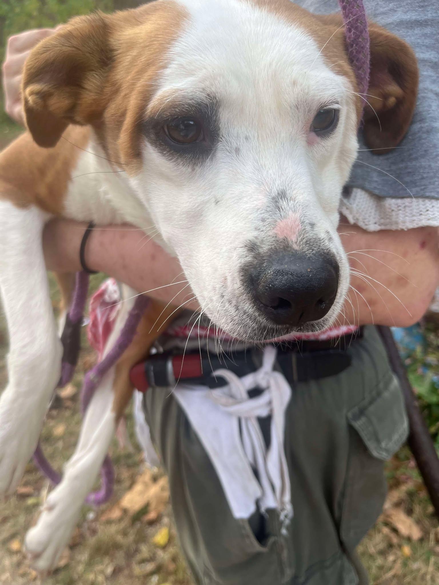 Piper, Adoptable, Young Female Pit Bull Terrier & Australian Shepherd.