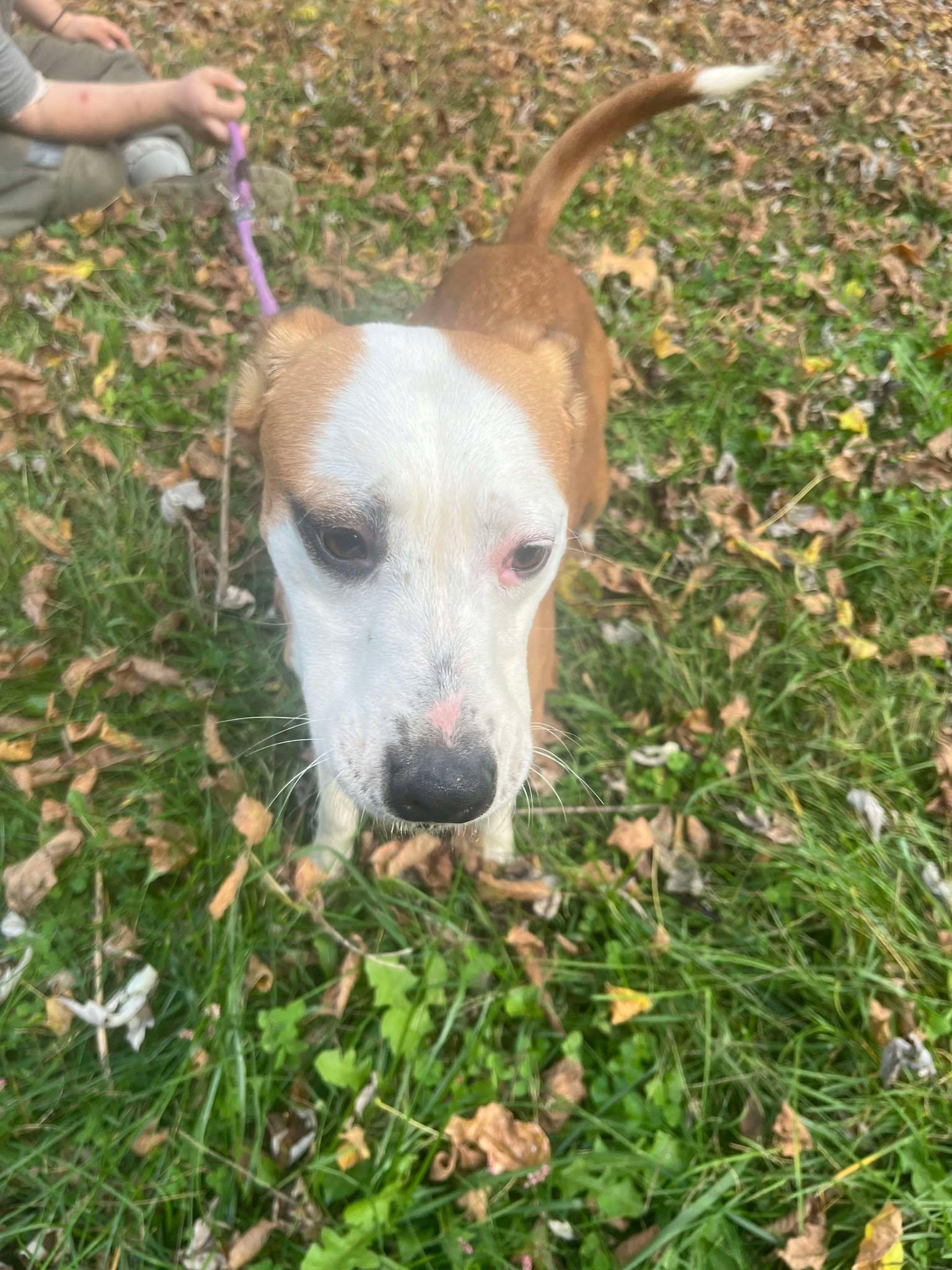 Piper, a Adoptable mixed breed in Knoxville, TN image 5/6