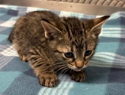 Meowley Cyrus, Adoptable, Kitten Female Domestic Short Hair & Domestic Short Hair.