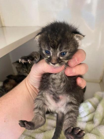 Meowley Cyrus, a Adoptable mixed breed in Lampasas, TX image 2/2