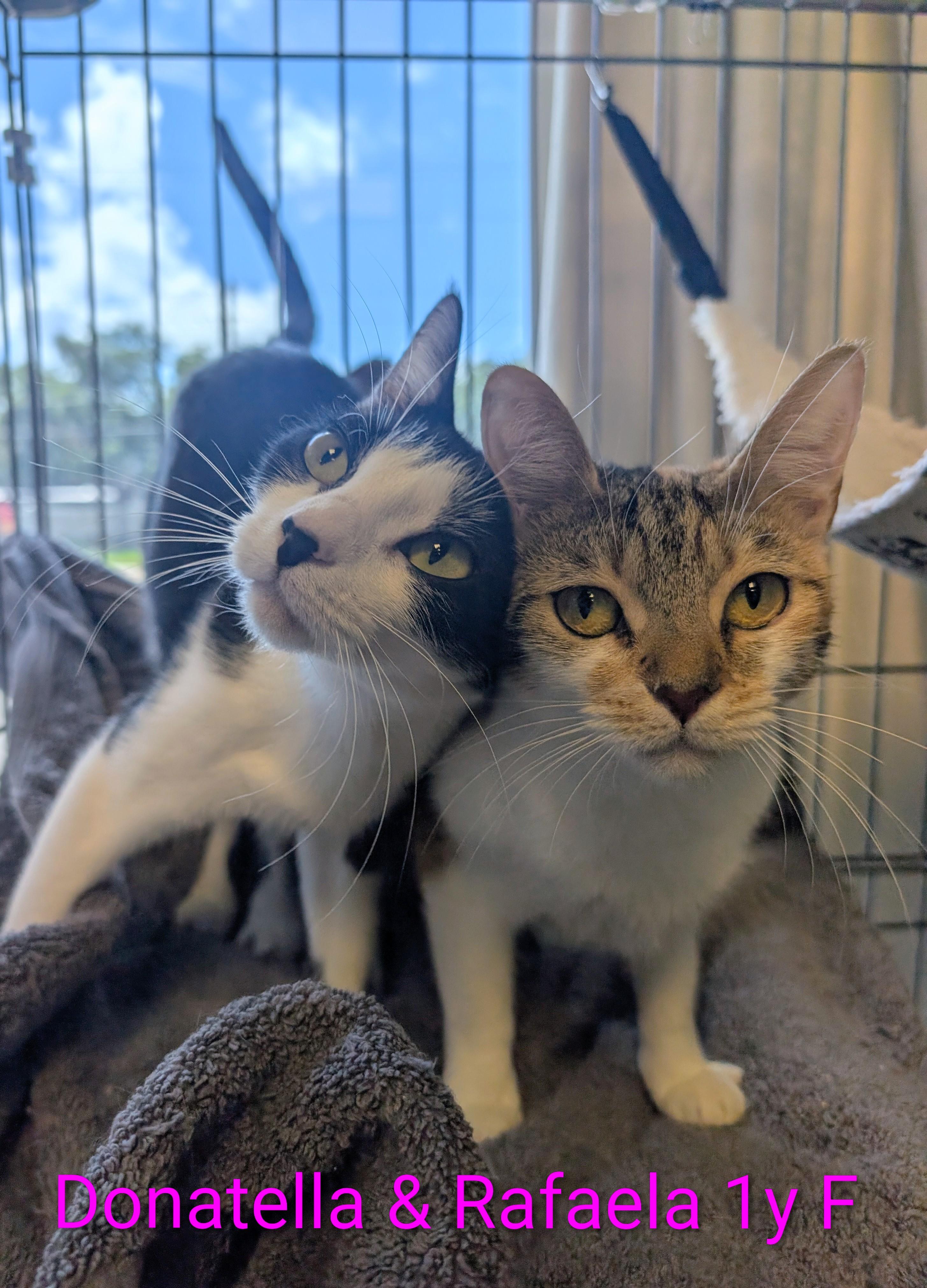 Donatella and Rafaela, Adoptable, Young Female Domestic Short Hair.