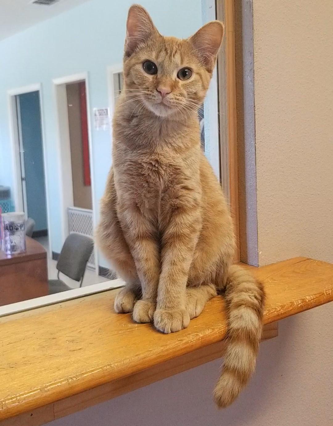 Enlarge Pippin, a Adoptable Domestic Short Hair in Aransas Pass, TX image 1/2