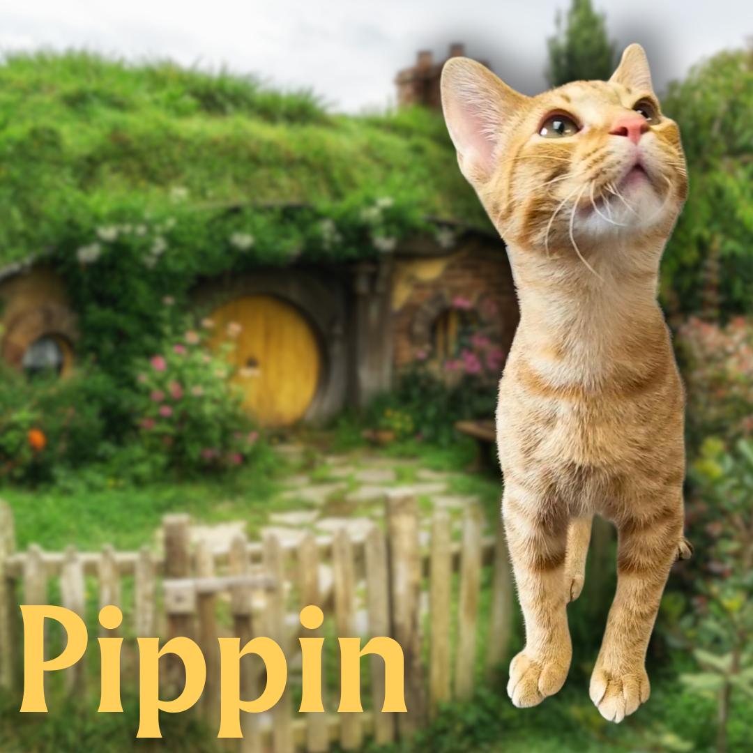 Pippin, Adoptable, Young Male Domestic Short Hair.