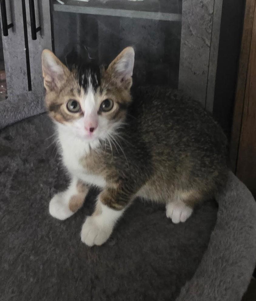 FRANKIE, adopted, Young Male Domestic Short Hair.