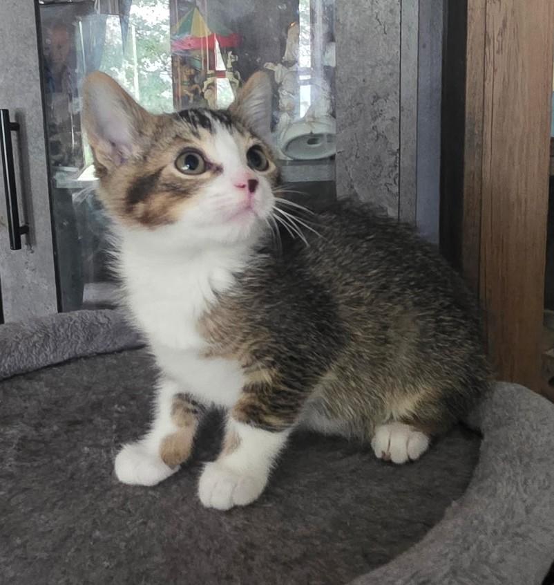 FRANKIE, an adopted Domestic Short Hair in Oak Lawn, IL image 2/2