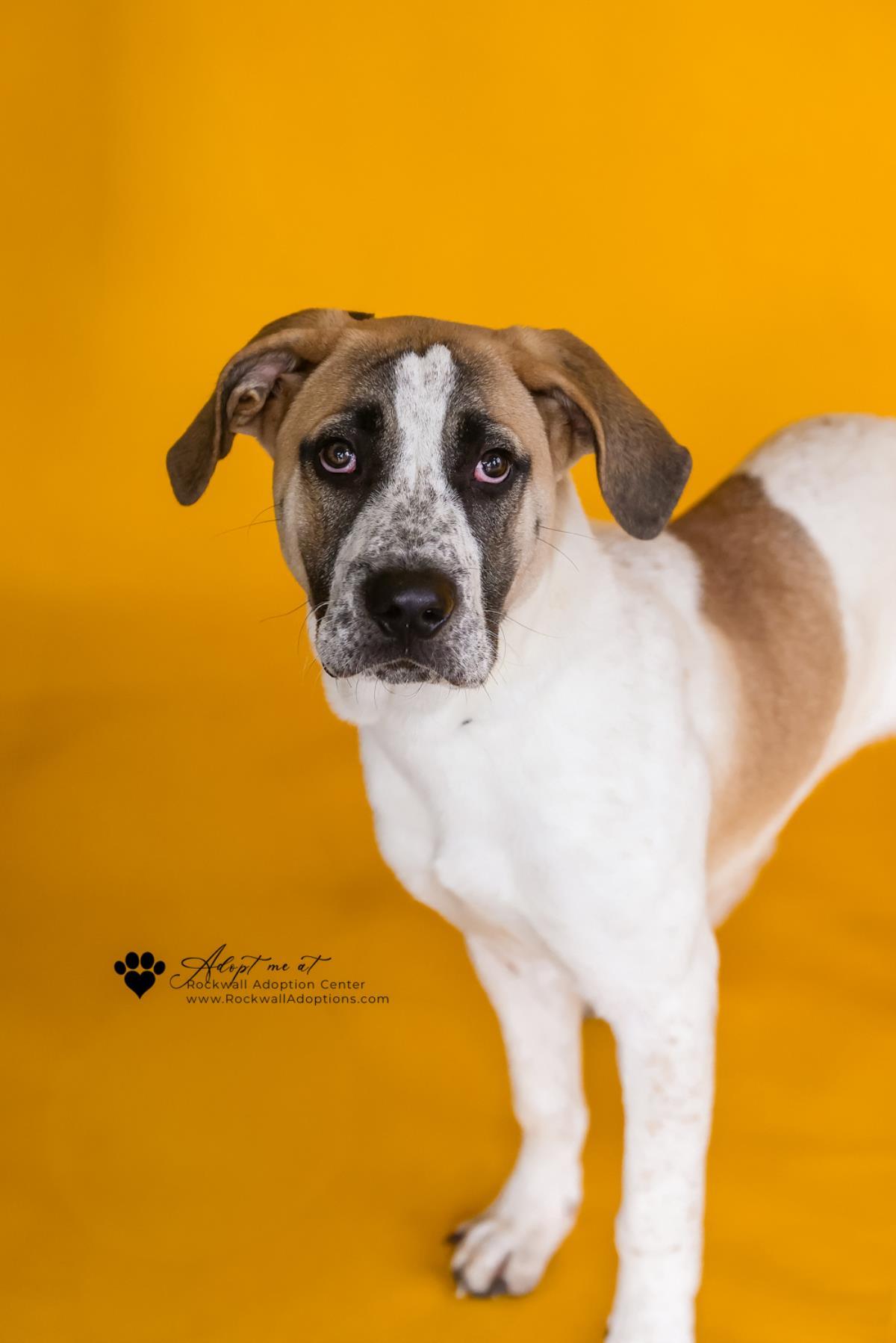 Enlarge Dash- Diamond Dog $75 Adoption Fee!, a Adoptable mixed breed in Rockwall, TX image 1/3