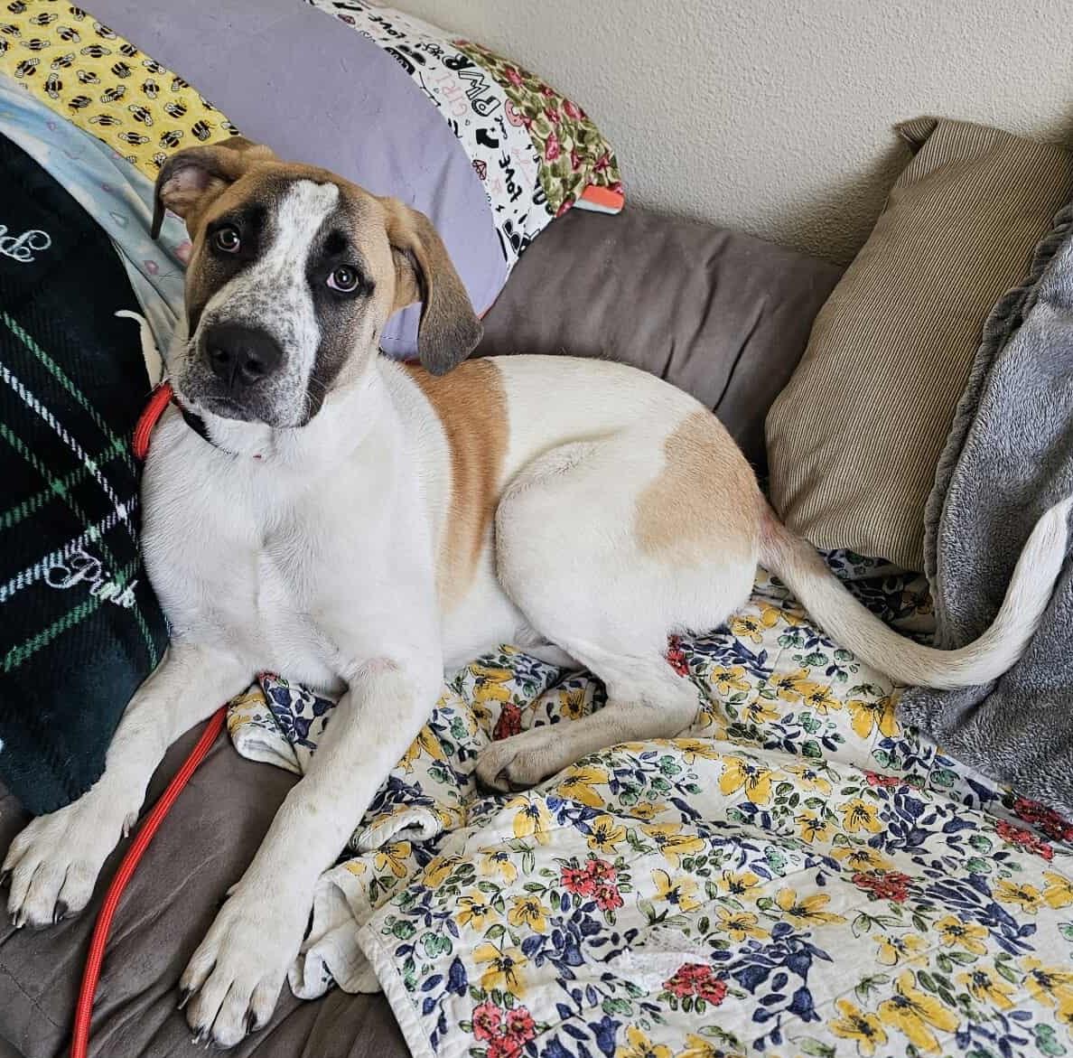 Enlarge Dash- Diamond Dog $75 Adoption Fee!, a Adoptable mixed breed in Rockwall, TX image 2/3