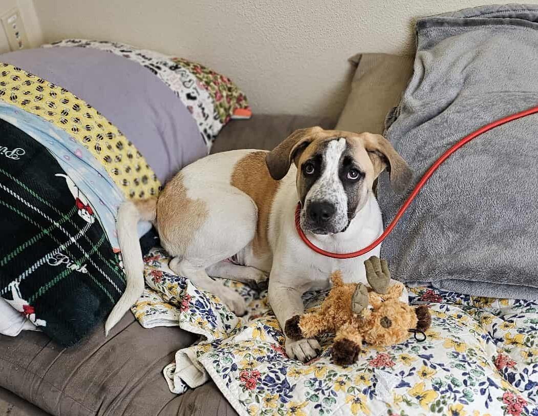 Dash- Diamond Dog $75 Adoption Fee!, Adoptable, Young Male Great Pyrenees & Hound.