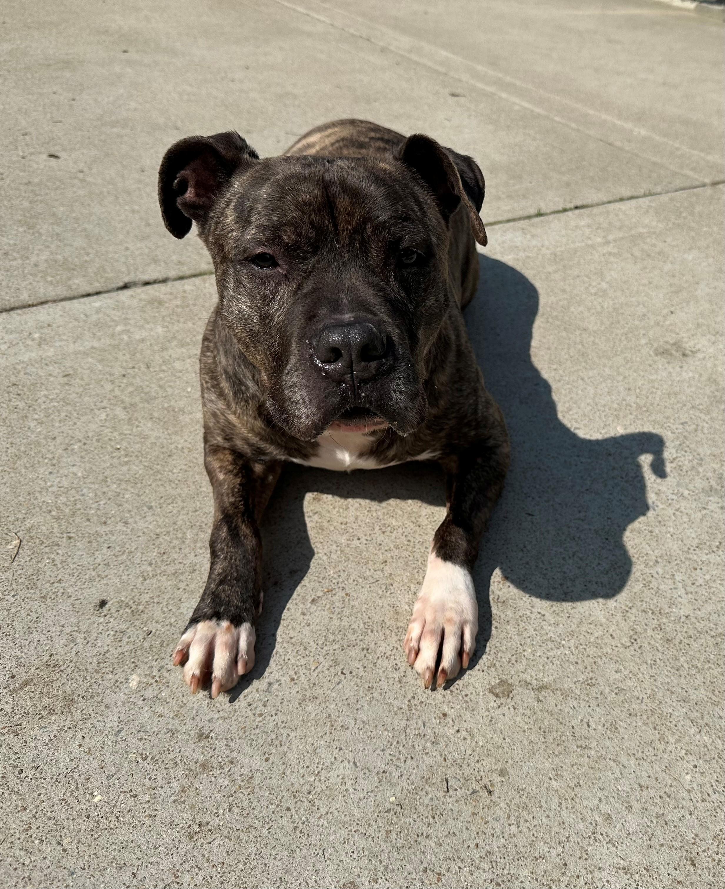 Enlarge Boomer, an adopted Pit Bull Terrier in Suffolk, VA image 3/3