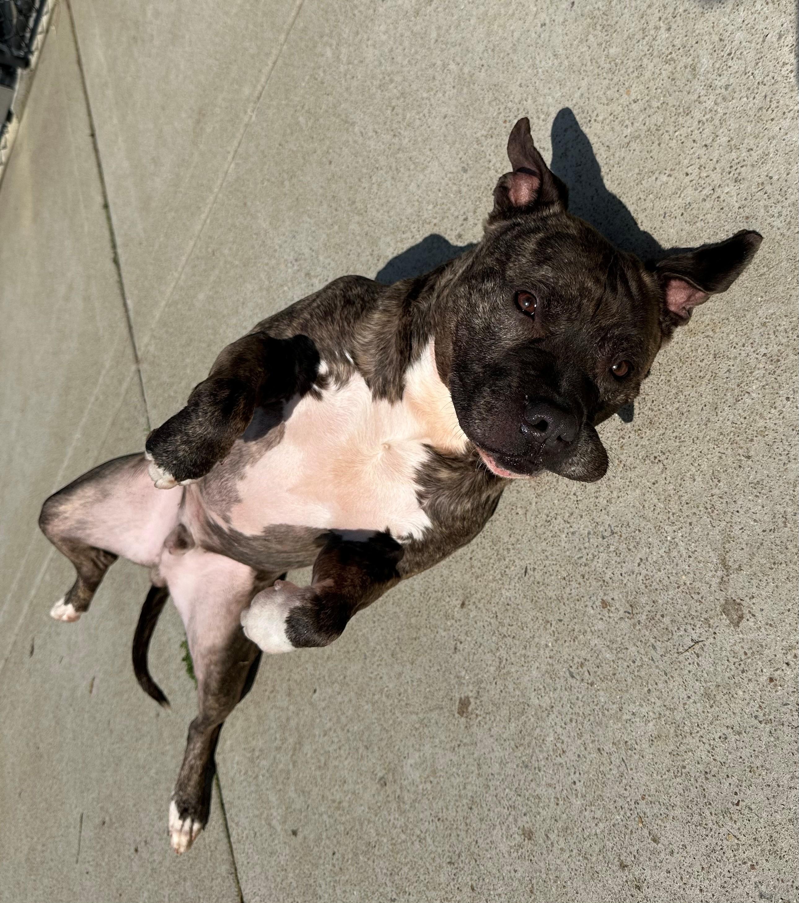 Enlarge Boomer, an adopted Pit Bull Terrier in Suffolk, VA image 2/3