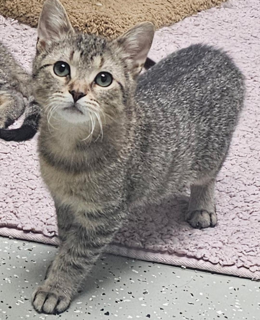 Enlarge Mister Oz, an adopted Domestic Short Hair in Mokena, IL image 1/1