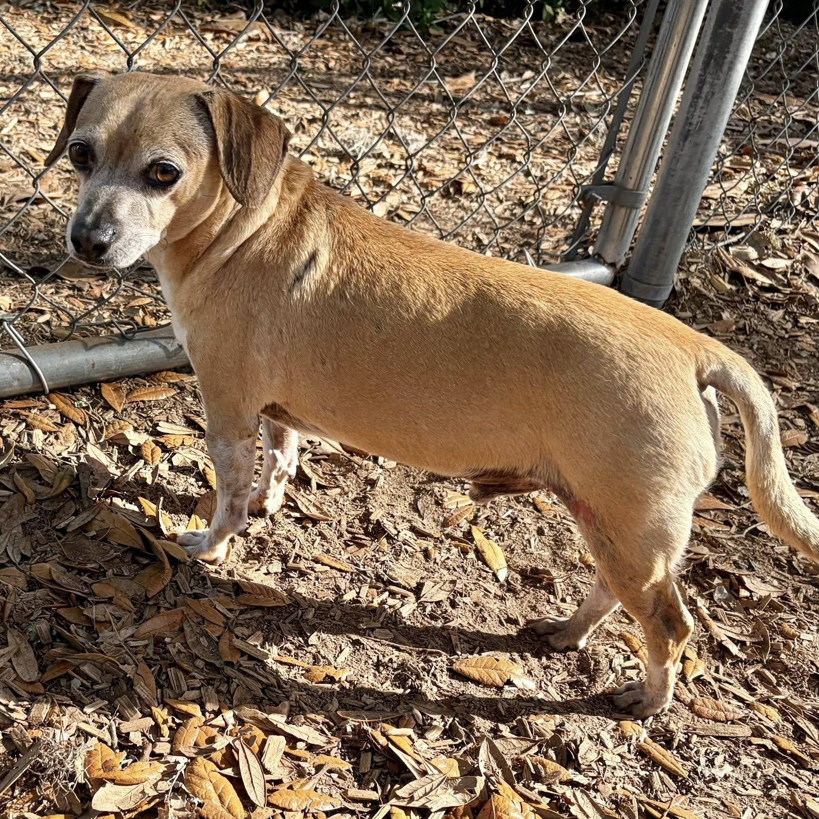 Enlarge Benny, a ADOPTABLE mixed breed in St. Augustine, FL image 2/3