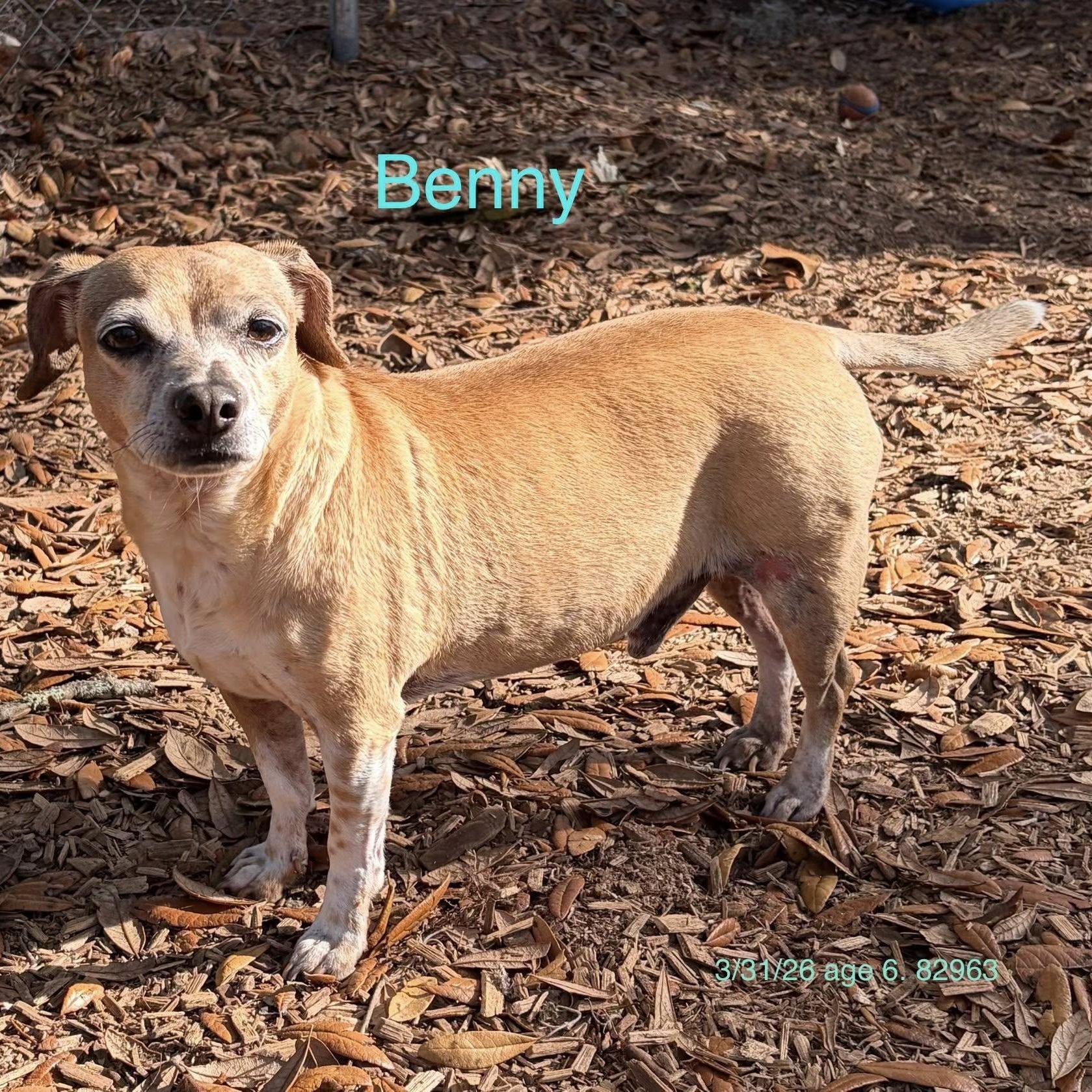 Enlarge Benny, a ADOPTABLE mixed breed in St. Augustine, FL image 1/3