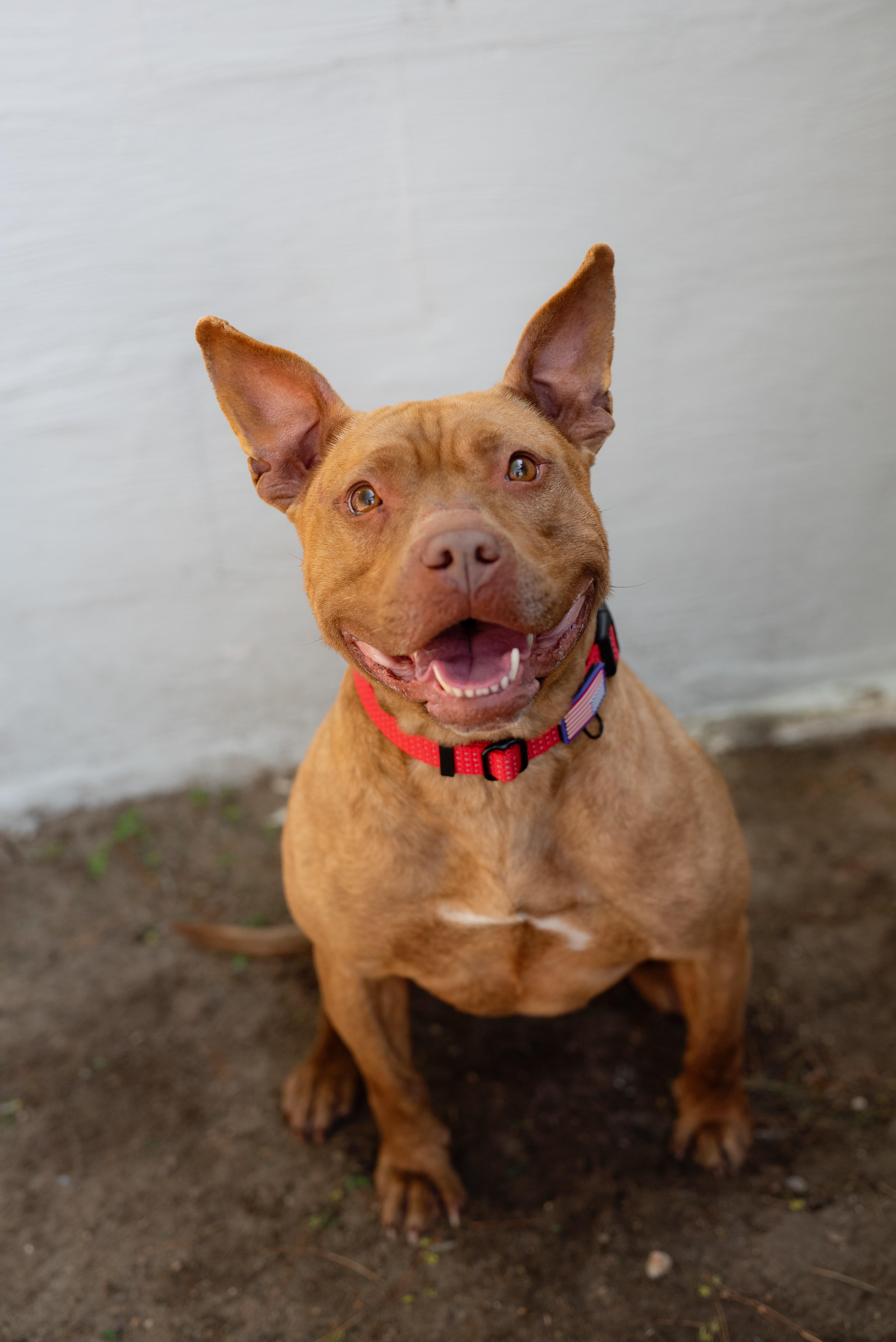 Kai, Adopted, Adult Female Pit Bull Terrier.