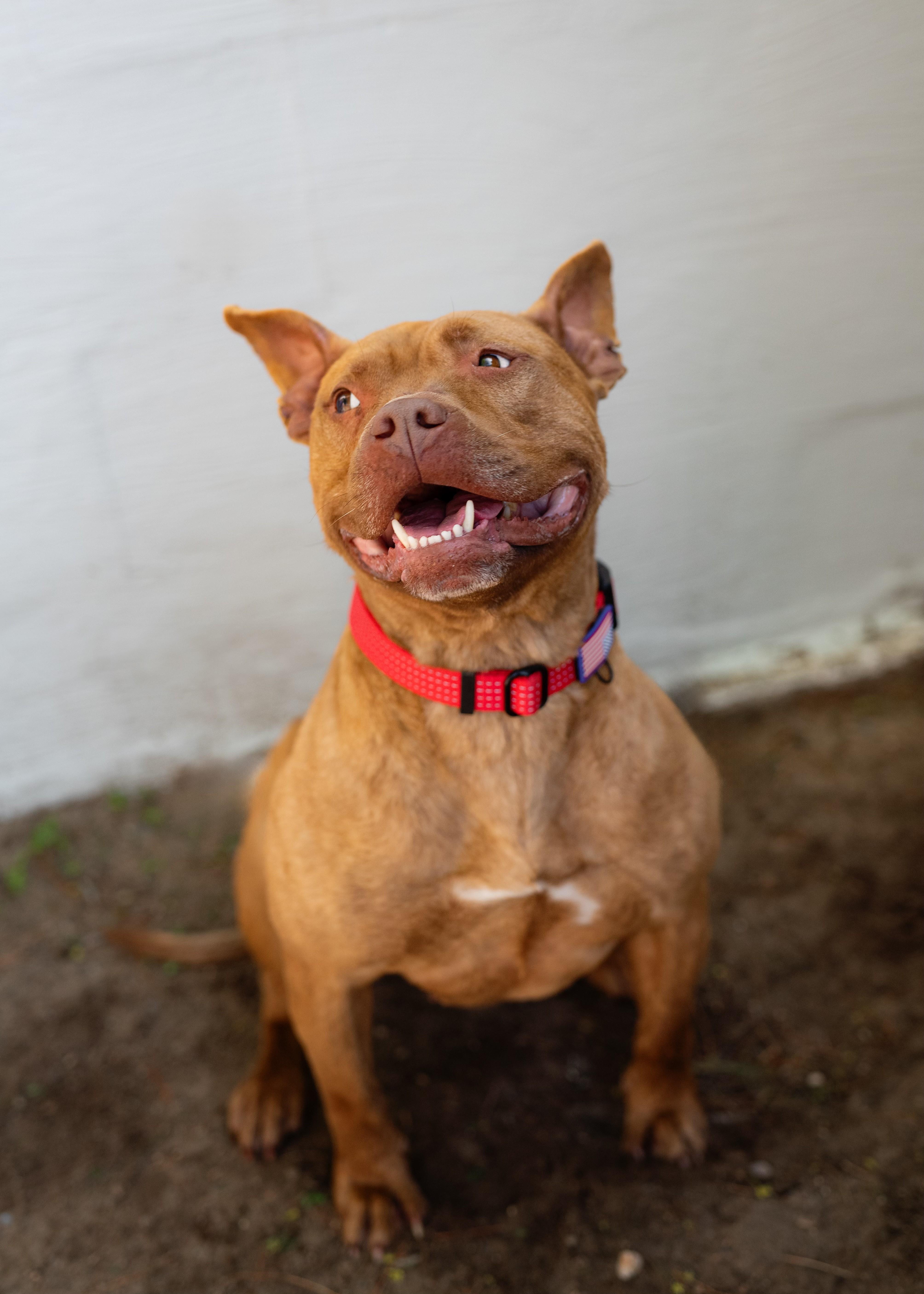 Kai, Adopted, Adult Female Pit Bull Terrier.