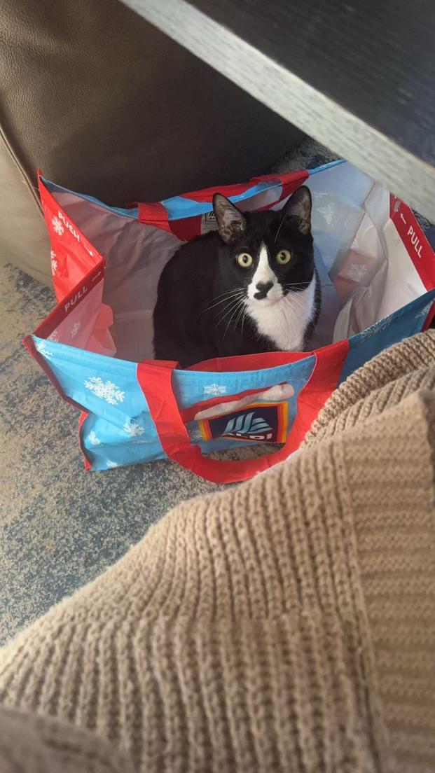 Sebastian, ADOPTABLE, Young Male Domestic Short Hair.