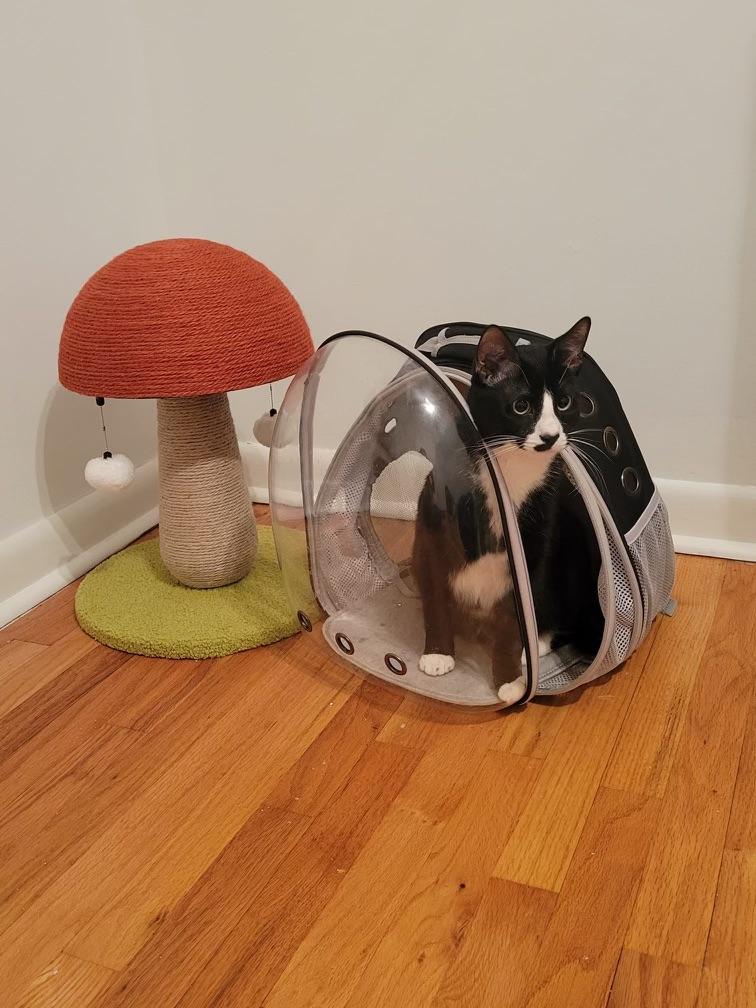 Enlarge Sebastian, a ADOPTABLE Domestic Short Hair in Paramus, NJ image 2/3