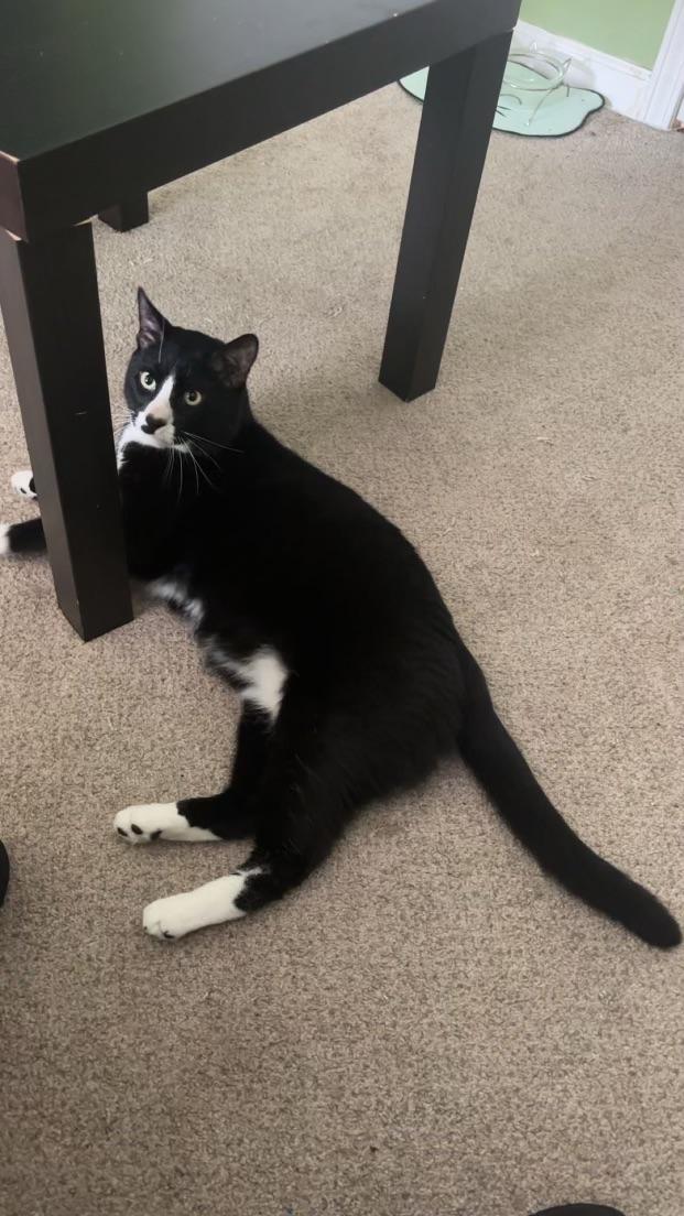 Enlarge Sebastian, a ADOPTABLE Domestic Short Hair in Paramus, NJ image 3/3