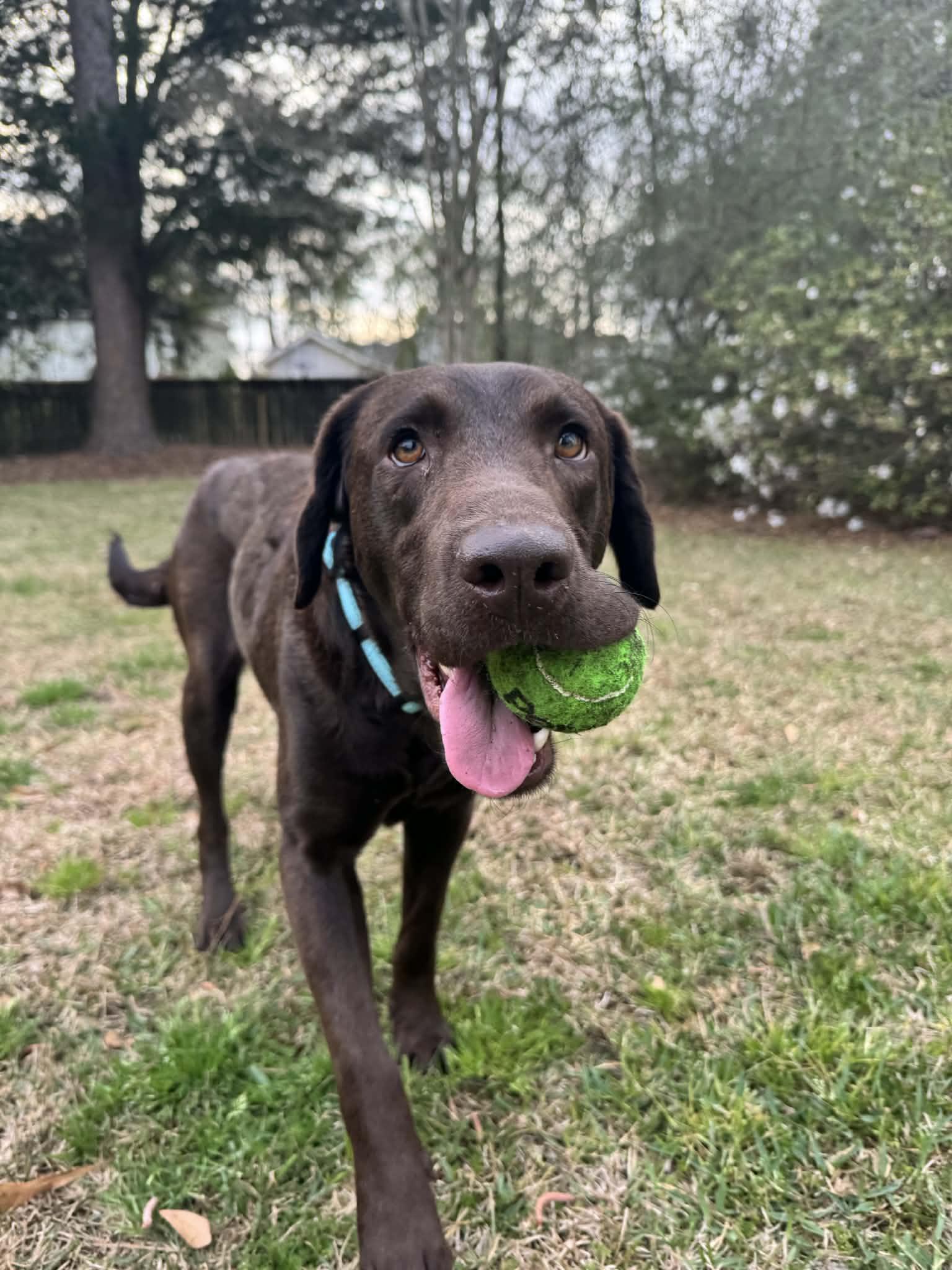 Enlarge Mocha, an adopted Chocolate Labrador Retriever in Mobile, AL image 2/2
