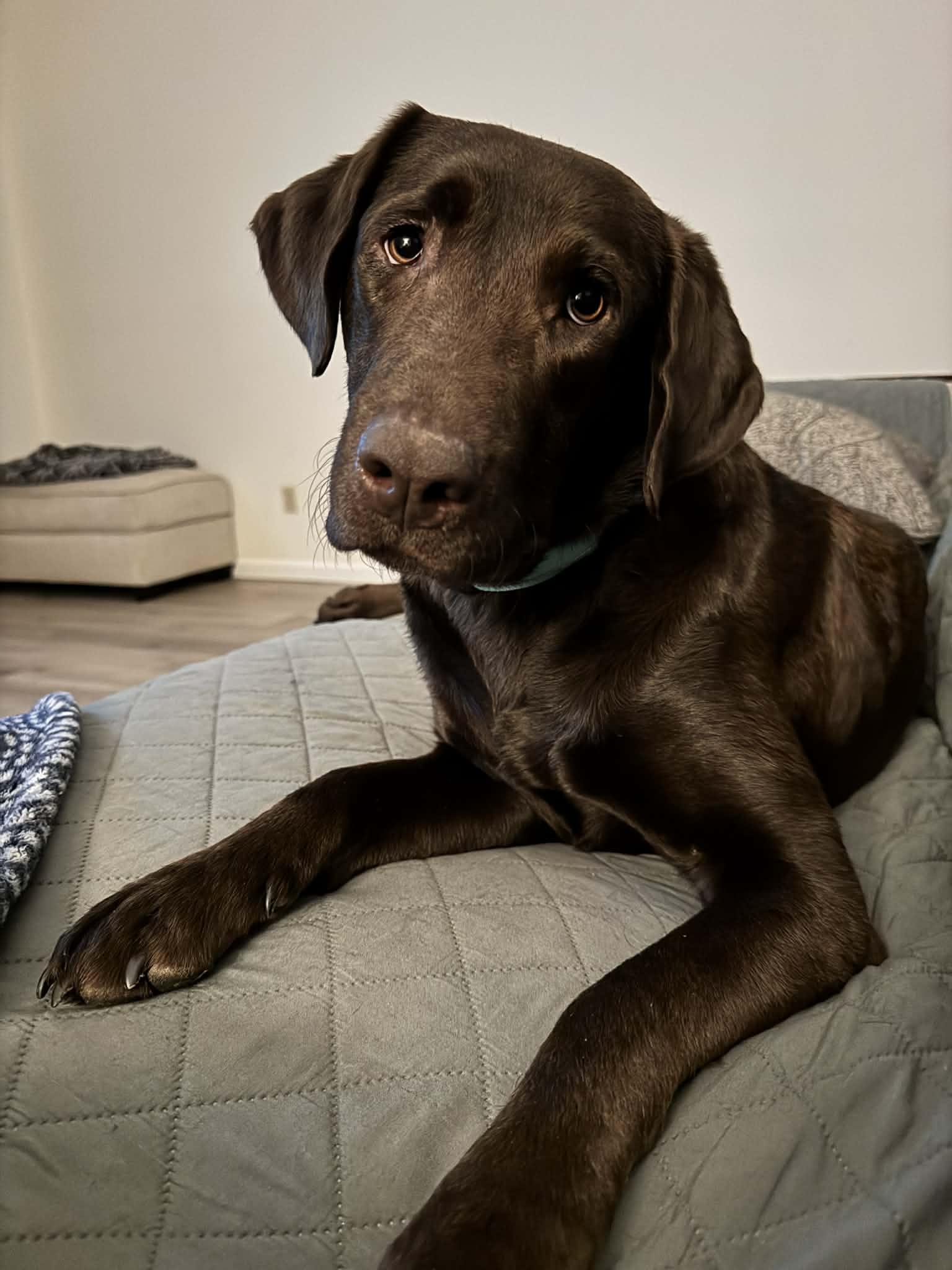 Mocha, adopted, Adult Female Chocolate Labrador Retriever.